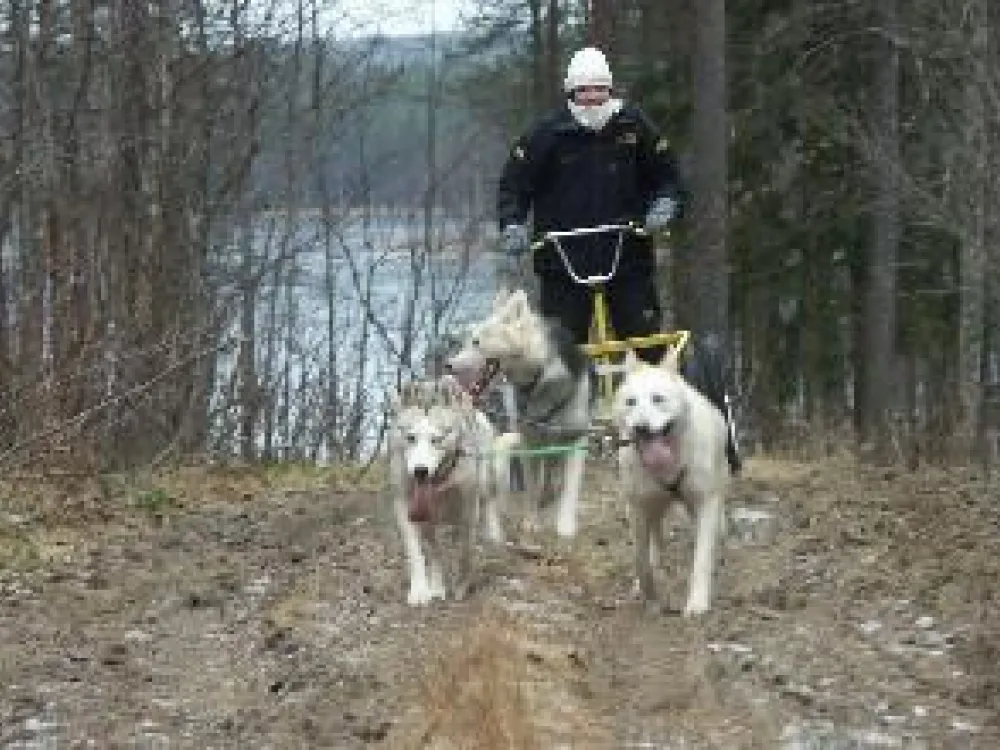 Hundspann på hjul