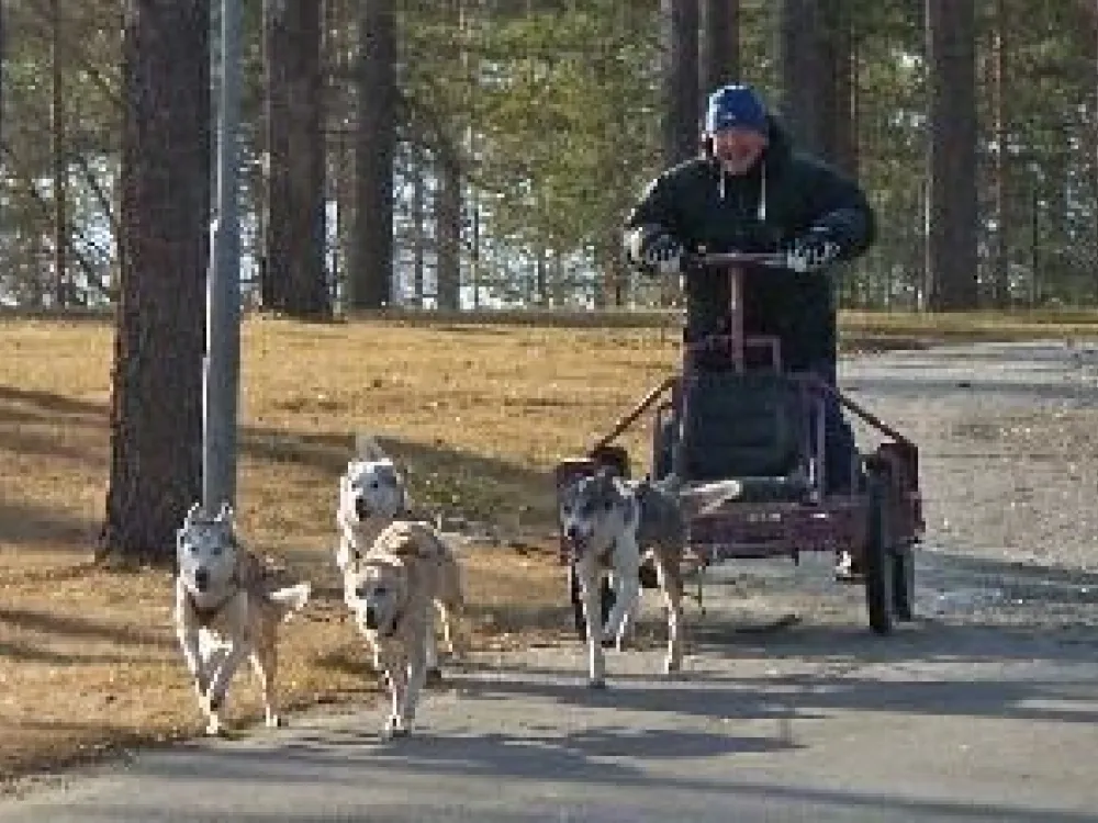 Hundspann på hjul