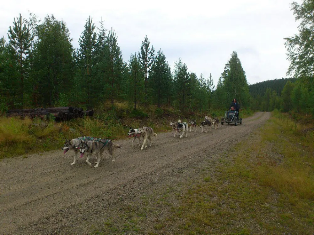 Autumn dogsledding