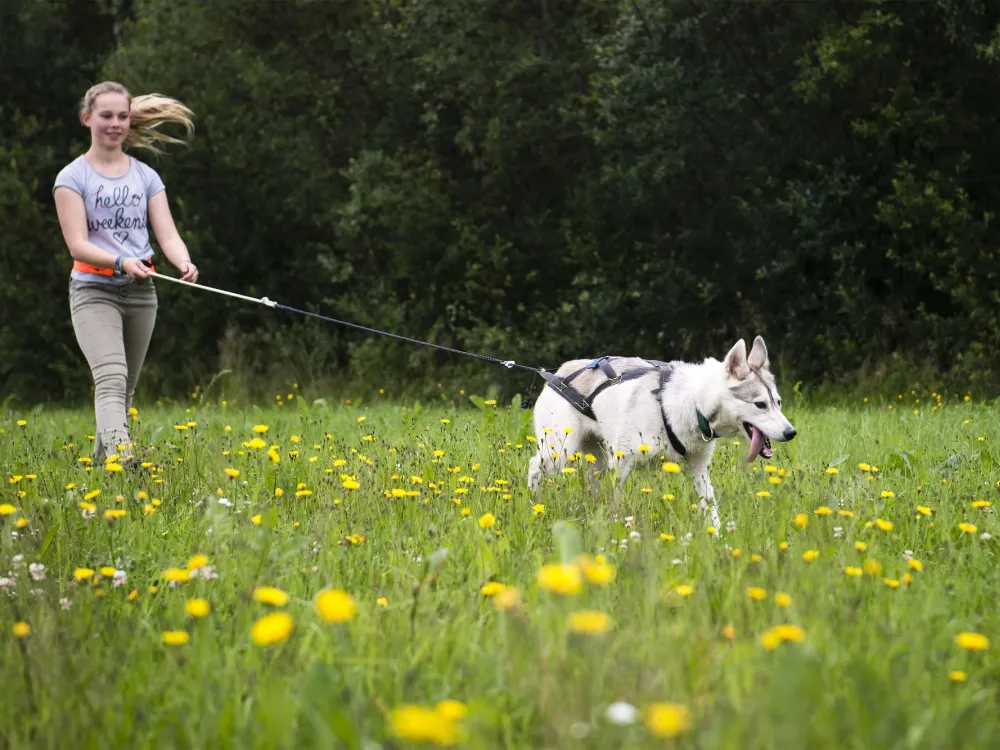 Husky trekking