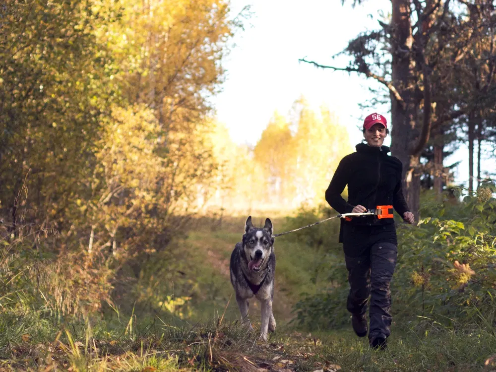 Husky trekking