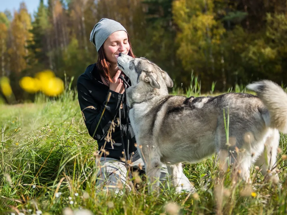 Husky trekking