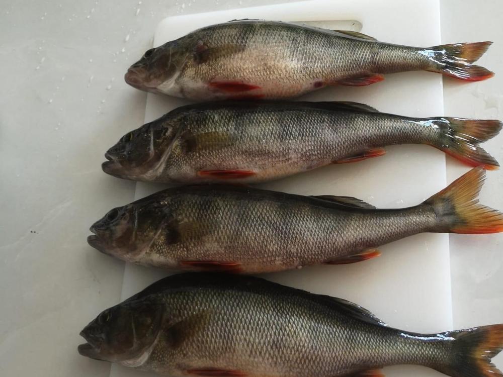 Fiska i Lillsandsjön och Storsandsjön